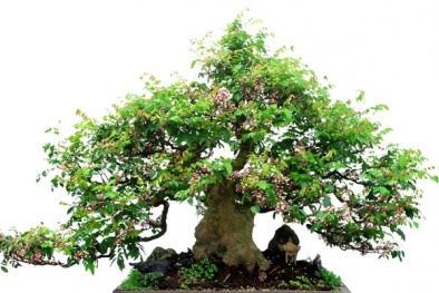 Cây khế bonsai đẹp miễn chê kiếm tiền triệu mỗi gốc nhờ áp dụng trồng đúng cách