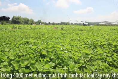 Trồng rau má thu 70 triệu đồng mỗi tháng