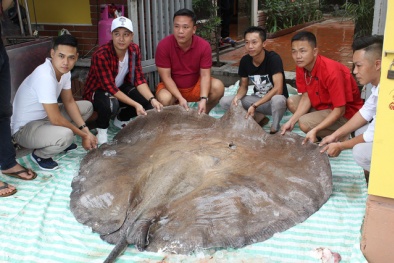 Hà Nội: Cá đuối ‘khủng’ 216 kg, dài hơn 3m 'bay' từ Thái Lan về phục vụ đại gia