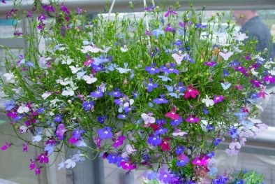 Kỹ thuật trồng cây hoa Thúy điệp chậu treo cho vườn nhà rực rỡ sắc hương