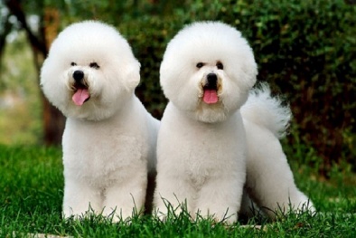 Kỹ thuật nuôi chó Bichon Frise xinh xắn hiền hòa ai nhìn cũng 'cưng'