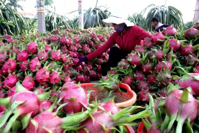 Để được Úc chấp nhận nhập khẩu, thanh long Việt phải 'chất' đến mức nào?