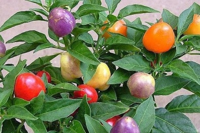 Trồng ớt bi nhiều màu không chỉ đẹp cuốn hút mà còn mang tấn tài tấn lộc cho gia chủ