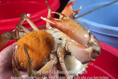 Nuôi cua gạch giống vỗ béo, lãi hàng chục triệu đồng mỗi tháng