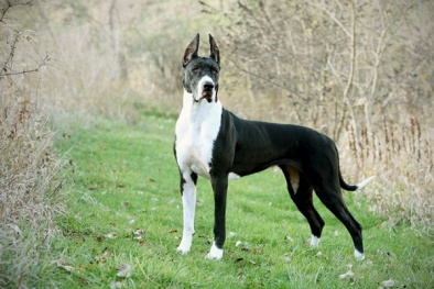 Kỹ thuật nuôi loài chó Great Dane được mệnh danh 'gã khổng lồ đồ sộ'