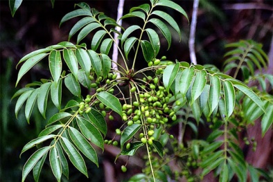 Cây độc: Cây sơn mọc nhiều ở Phú Thọ hễ cứ ngửi thấy là mặt sưng bỏng rát