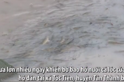 Bà Rịa - Vũng Tàu: 80 tấn cá tuôn ra suối vì vỡ bờ bao