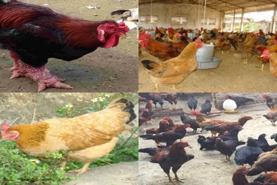Chỉ còn hơn 4 tháng, nuôi giống gà gì cho kịp ăn Tết Nguyên Đán