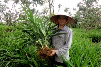Cây độc: Hương Bài có độc nhưng lại là cây quý giúp nhà nông thoát nghèo