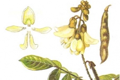 Cây độc: Cây Cổ Giải - sát thủ diệt ruồi nhanh như 'chớp'