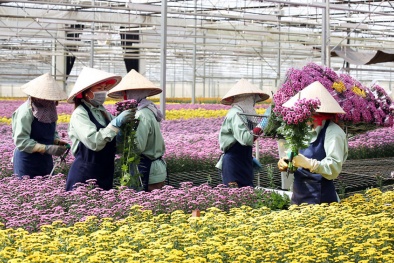 Lâm Đồng chấp thuận dự án nông nghiệp công nghệ cao của Dalat Hasfarm