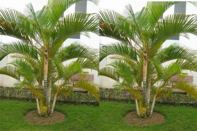 Trồng cây phong thủy trước nhà vừa làm cảnh vừa đón tài lộc