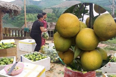 ‘Cam Vinh nhái' tràn ngập chợ online: Tiêu chuẩn nào nhận biết cam Vinh xịn?