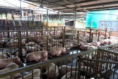 Tiết lộ lý do giá thịt lợn lại giảm sâu, chỉ còn 24.000 đồng/kg