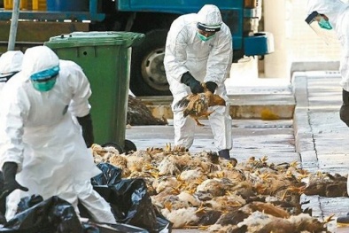 Cảnh báo vi rút cúm (H7N9) độc lực cao gây chết ở động vật có thể lây sang người
