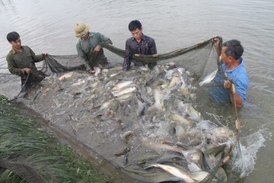 Khi nuôi cá nước ngọt trong ao cần chú ý điều gì để đạt hiệu quả tốt nhất