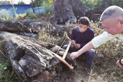 Bất ngờ khúc gỗ bỏ không 5 năm là ‘báu vật’ có giá ‘sốc’ 70 tỷ đồng
