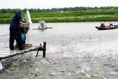 Cá chết hàng loạt với những bệnh thường gặp khi nuôi trong ao, hồ và cách điều trị