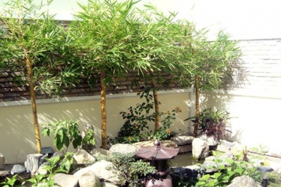Trồng cây phong thủy trong nhà gia chủ cần hiểu ý nghĩa của từng loại cây