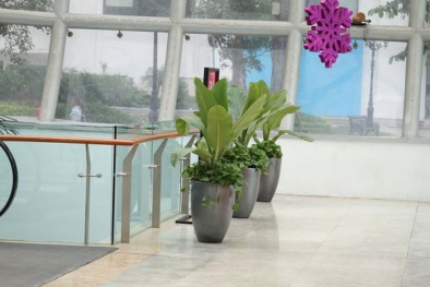 Trồng cây phong thủy từng phòng trong công ty để cuối năm đầy ắp lộc kinh doanh