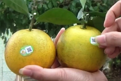 Nâng 'chất' cho cam Vinh nhờ dán tem truy xuất nguồn gốc