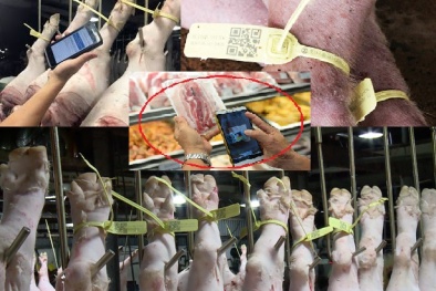 Thương lái ‘khóc ròng’ vì máy từ chối quét vòng truy xuất nguồn gốc