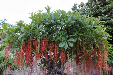 Trồng cây phong thủy ở sân vườn vừa giúp đẹp nhà lại mang tài lộc