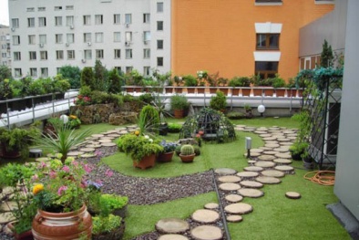 Trồng cây phong thủy trên sân thượng cần lưu ý những điều này