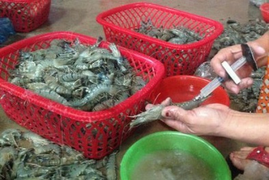 Cà Mau: Bơm tạp chất vào tôm một doanh nghiệp bị phạt nặng