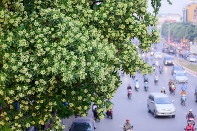 ‘Ác mộng’ hoa sữa mùa Thu Hà Nội, chuyên gia cảnh báo gì?