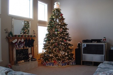 Đừng chủ quan với cây thông Noel vì có thể gây nhiều vấn đề về sức khỏe