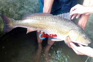 Hà Tĩnh: Câu được cá óng ánh nghi sủ vàng, đại gia trả 400 triệu không bán
