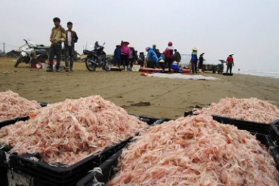 Bán ruốc biển 13.000 đồng/kg, ngư dân Thanh Hóa thu tiền triệu trong ngày