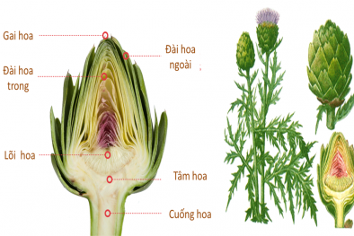 Công dụng của Atisô diệu thảo dược
