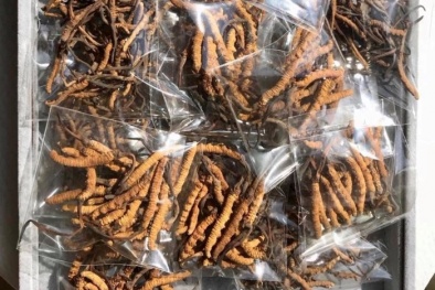 Sâu cỏ Tây Tạng 2,2 tỷ/kg đắt ngang chung cư: Nhà giàu Việt xếp hàng đặt mua