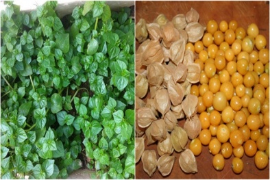Trước cơn sốt coi rau dại như 'thần dược' hãy cẩn trọng với những mối nguy hiểm chết người