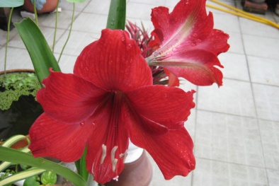 Cây độc: Huệ lili chứa chất độc gây nôn mửa, mẩn ngứa nên thận trọng