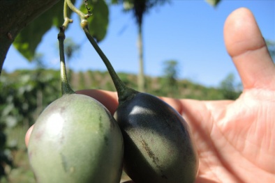 Siêu cà chua thân gỗ 1 triệu đồng/kg được trồng nhiều ở Lâm Đồng