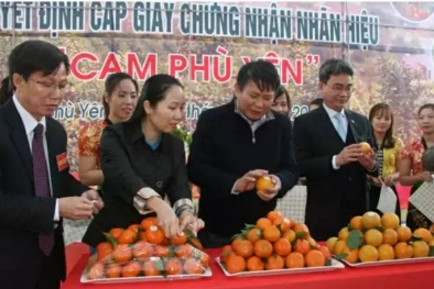 Cam Phù Yên được Cục Sở hữu trí tuệ công nhận nhãn hiệu cam ‘xịn’