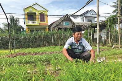 Nhờ ‘rau sạch’, lão nông đại diện Việt Nam đi giao lưu với nông dân quốc tế