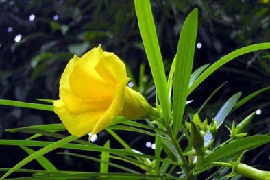 Cây độc: Trẻ con rất thích hoa thông thiên nhưng nó chứa chất độc chết người