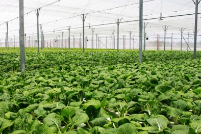 Để việc phát triển nông nghiệp hữu cơ không phải là phong trào
