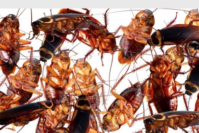 Gián có thể là nguyên nhân gây bệnh lao ở người