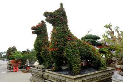 Loạt cây cảnh 'khủng' hình chó, công đẹp mắt giá 250 triệu đồng gây xôn xao