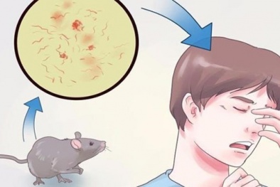 Thức ăn bị chuột gặm chớ tiếc mà ăn kẻo tử vong có ngày