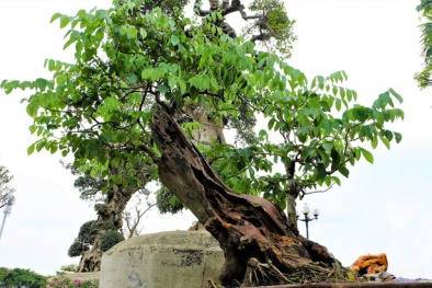 Chậu bonsai sưa đỏ giá 1,4 tỷ đồng ở Hà Nội có gì đặc biệt?