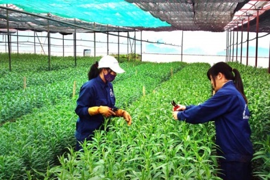 Bộ KH&CN hỗ trợ Quảng Nam xây dựng chuỗi sản phẩm nông nghiệp an toàn