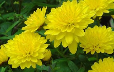 Cây độc: Hoa cúc để chơi Tết rất đẹp, nhưng trẻ con có thể dị ứng nếu dính nhựa cây này
