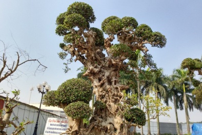 Hà Nội: Cây duối ‘khủng’ cao gần 4m rao giá 15 tỷ đồng gây choáng