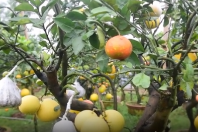 Thăm vườn cây có hơn 10 loại quả trên một cây ở Hà Nội